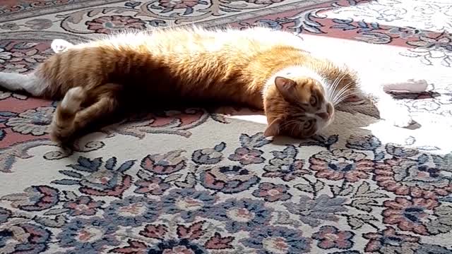 Playful cat🐈🐈