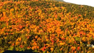 Fantastic Foliage