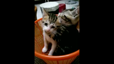 Very beautiful cats.