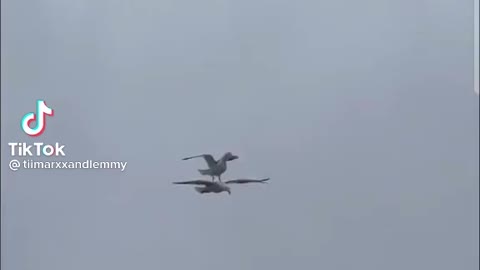 Seagull surfing on seagull