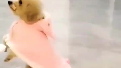 Dancing dog .