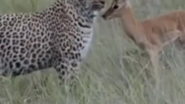 The leopard doesn't have the heart to eat the fawn#shorts