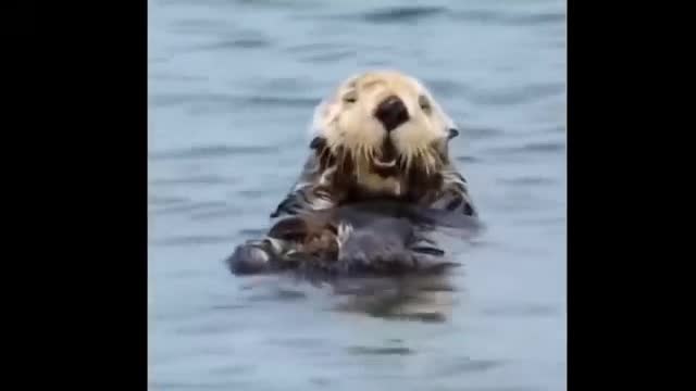 Little sea lion loves to take a bath