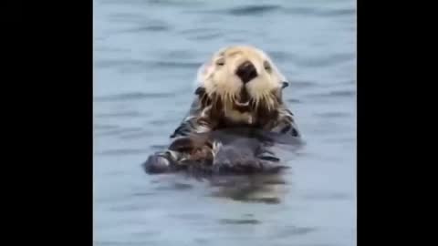 Little sea lion loves to take a bath