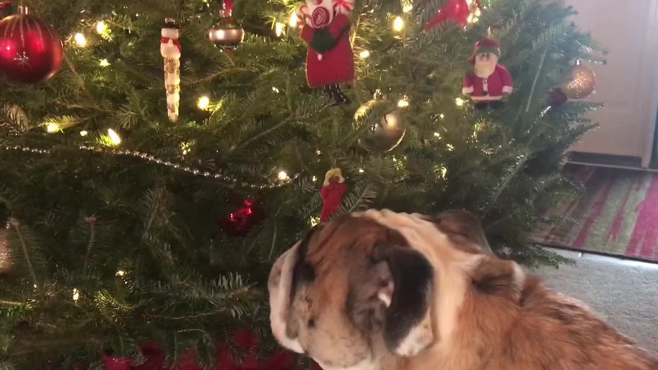 Bulldog Prepares For A Naughty Christmas