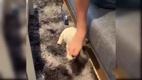 Baby dogs are amazing pets