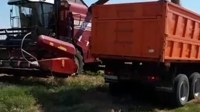 Winter wheat harvesting