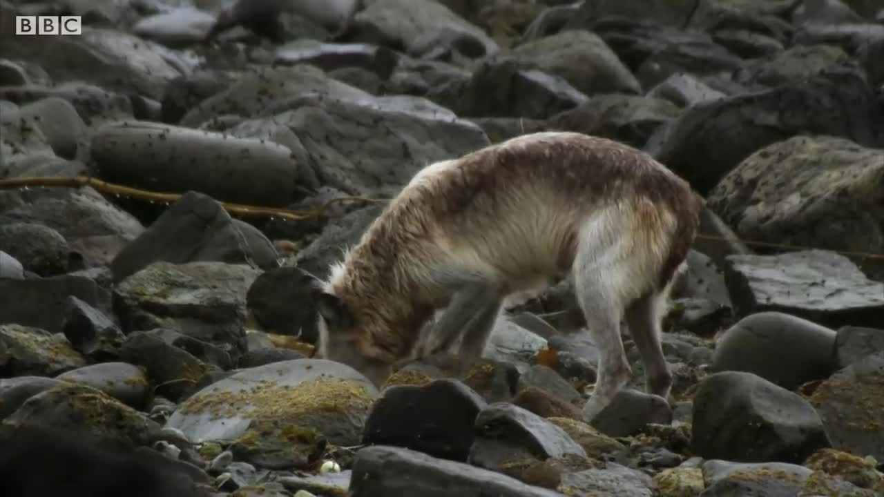 Wolves Save Their Grandmother From Starving | BBC Earth