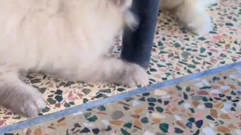 Cute cats video