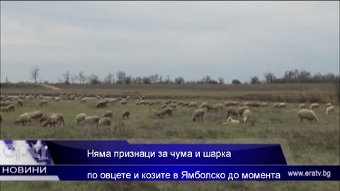 Няма признаци за чума и шарка по овцете и козите в Ямболско до момента