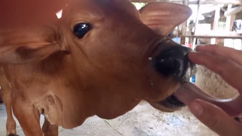 The baby cow is acting so cute