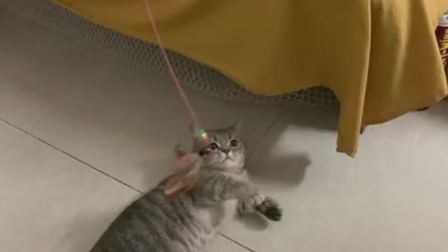 Cats playing on the floor