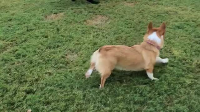 Corgi thinks she's a big dog