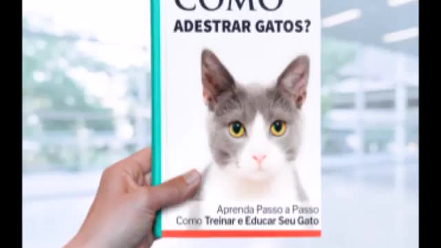 Como Adestrar Gatos? Aprenda Passo a Passo como Treinar e Educar seu Gato