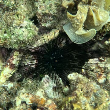 Snorkeling Adventures Philippines. Wow Sea Urchins just below