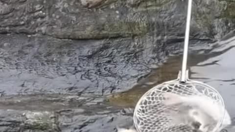 #amazing #fishing