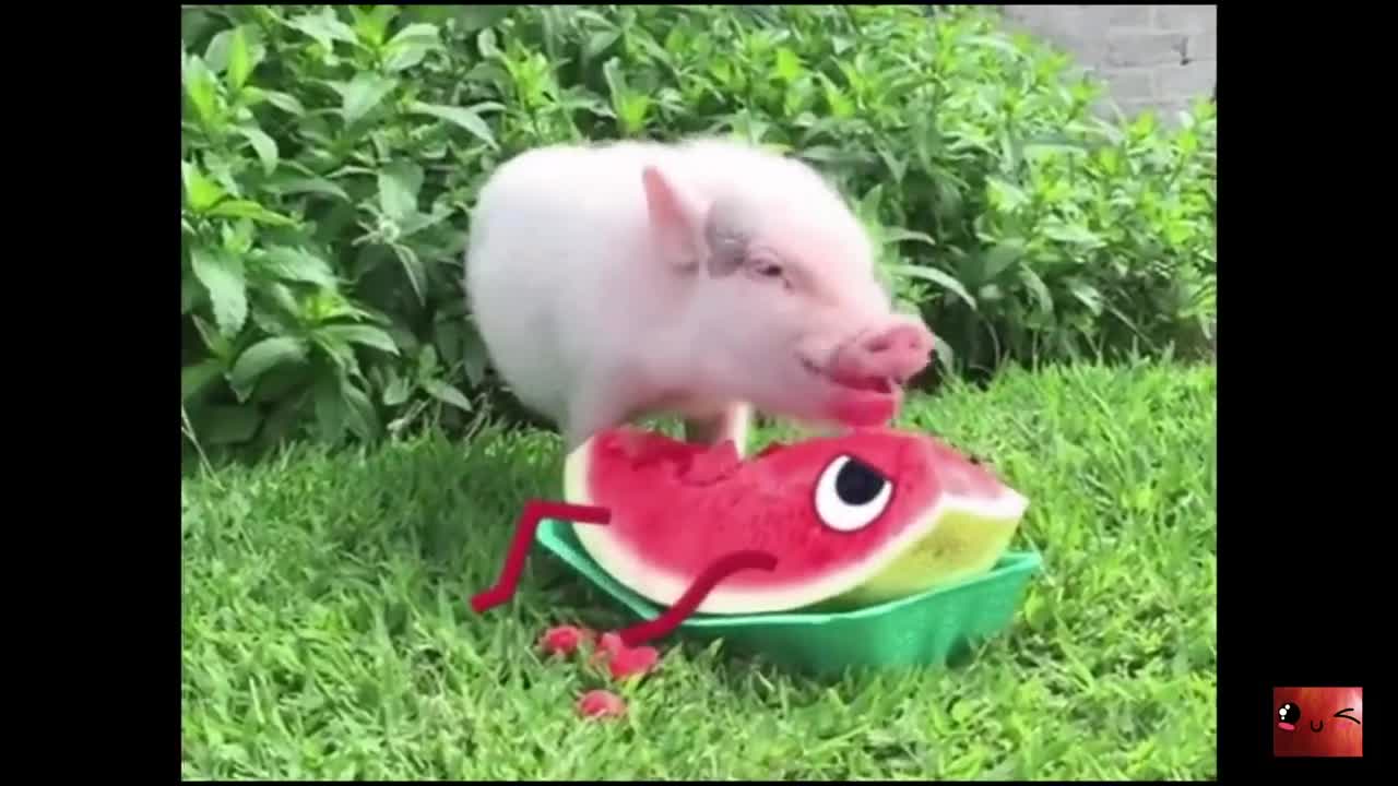 Animals vs Doodles Funny Compilation 05