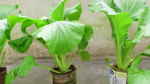 Have you ever seen leaf mustard grown in plastic bottles at home this big