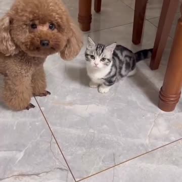 Dog Vs Kitty?