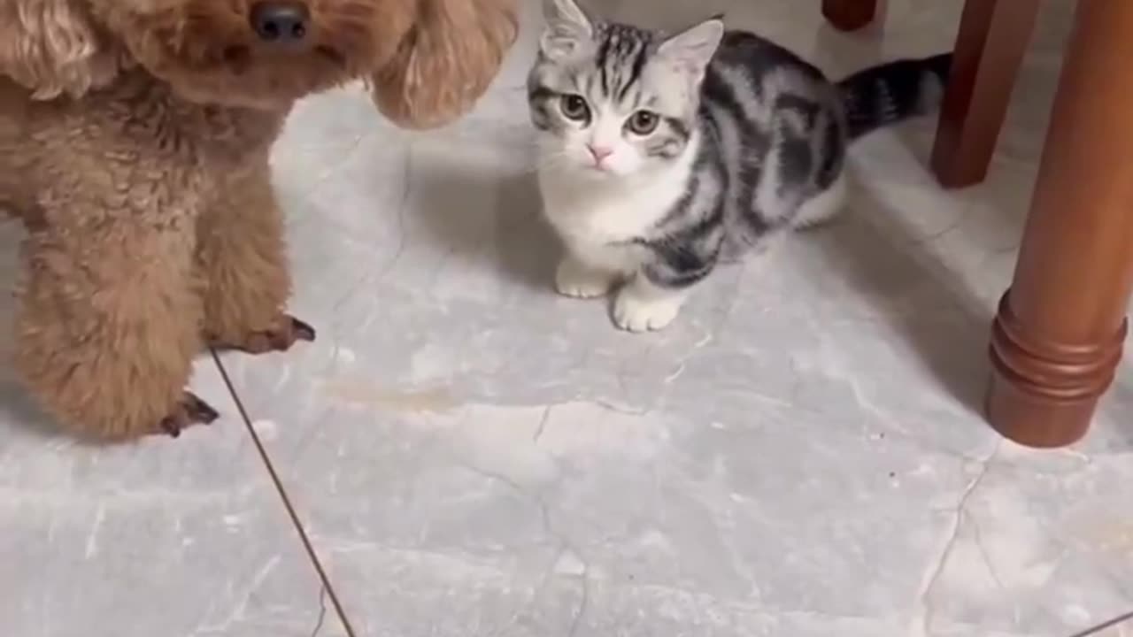 Dog Vs Kitty?