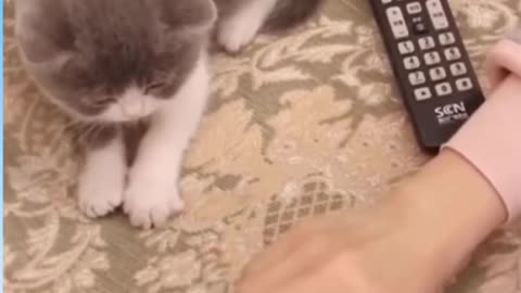 Cute_Cats_Video🤣|| Funny_animal_videos😂| Try_not_to_laugh🤣