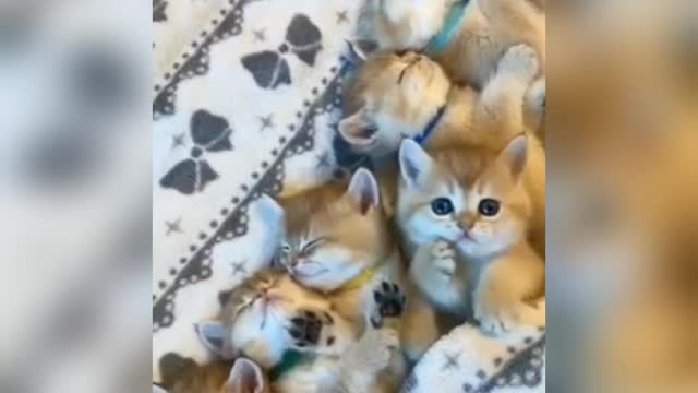 Cute cats puppies 10