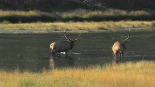 Elk Fighting in River - Yellowstone National Park