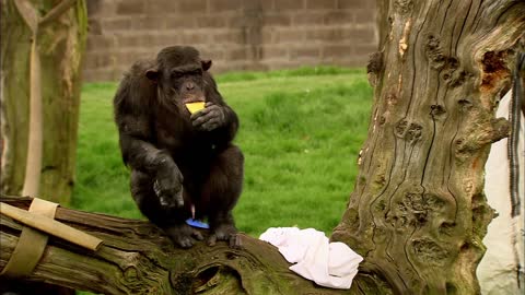 Chimp Learns to Trade | Extraordinary Animals | BBC Earth