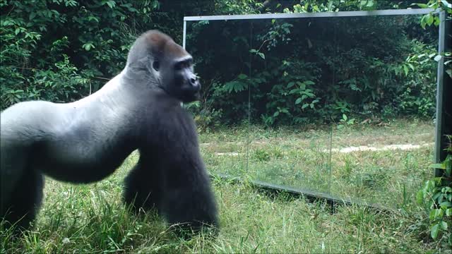 Gabon: This Silverback thinks this intruder in the mirror comes to steal his wives.