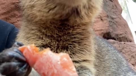 Cute laughing Quokka