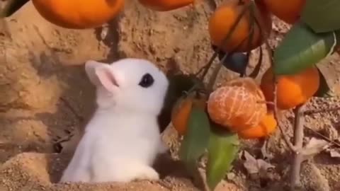 Funny animal Videos (2023) - Watch and relax with cute animals.