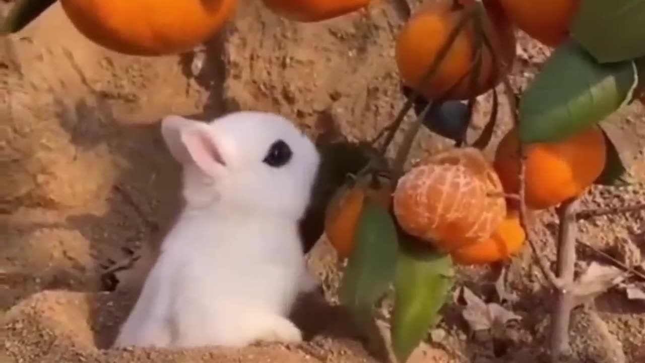 Funny animal Videos (2023) - Watch and relax with cute animals.