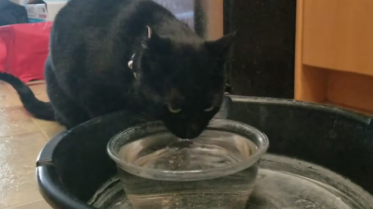 20240318 161332 Tux First Drink