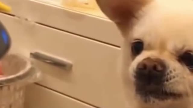 Funny Cute little Dog reaction when feed by toy robot