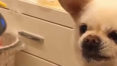 Funny Cute little Dog reaction when feed by toy robot