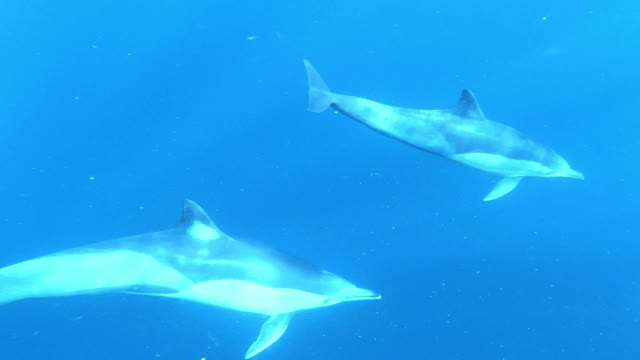 Wild Dolphins Swimming in HD Compilation