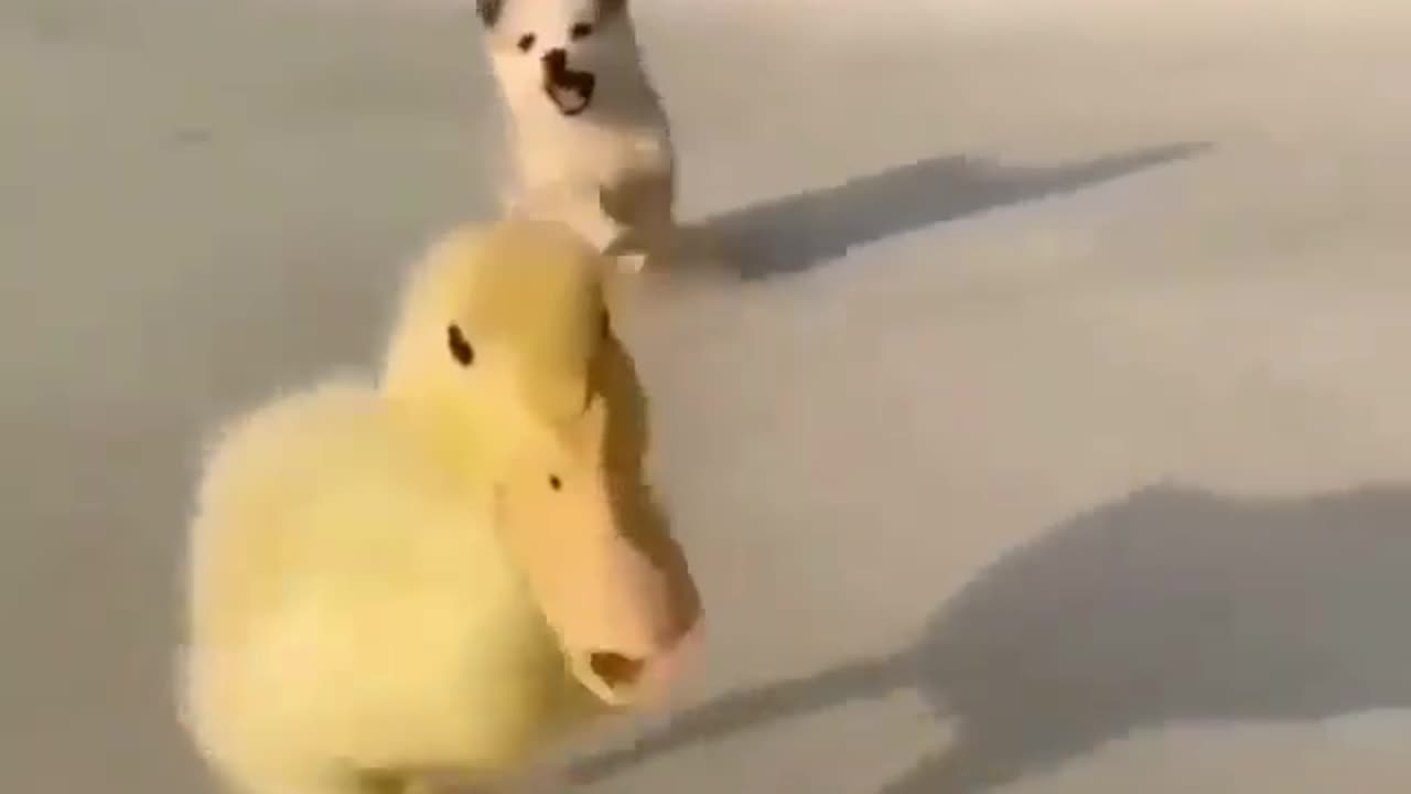 Cute animals