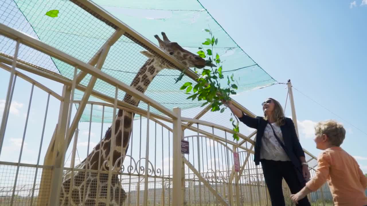 Mother and son feed giraffe at the zoo