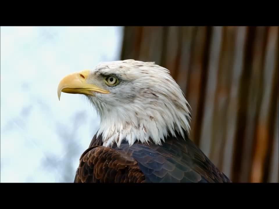 Adler the eagle pride