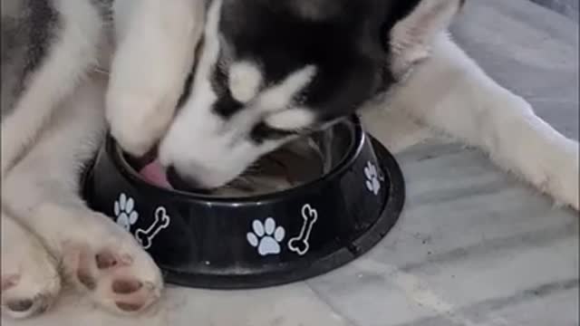 Must Watch This Very Stubborn Husky Demand A Water Bowl Refill