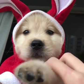 🤣🤣🤣 I'm super happy to wear my rabbit costume here 🤣🤣🤣