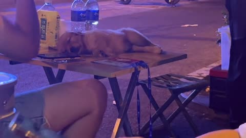 We were having a barbecue and he was sleeping on the table