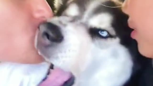 Dog hates kissing