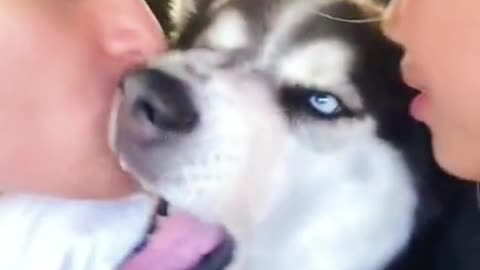 Dog hates kissing