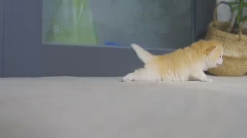 Kitten Pudding's Heartfelt Call for Her Mother