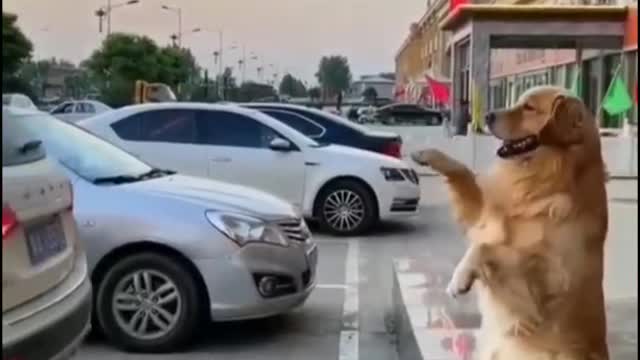 Intelligent Dog By Parking #shorts #dogs