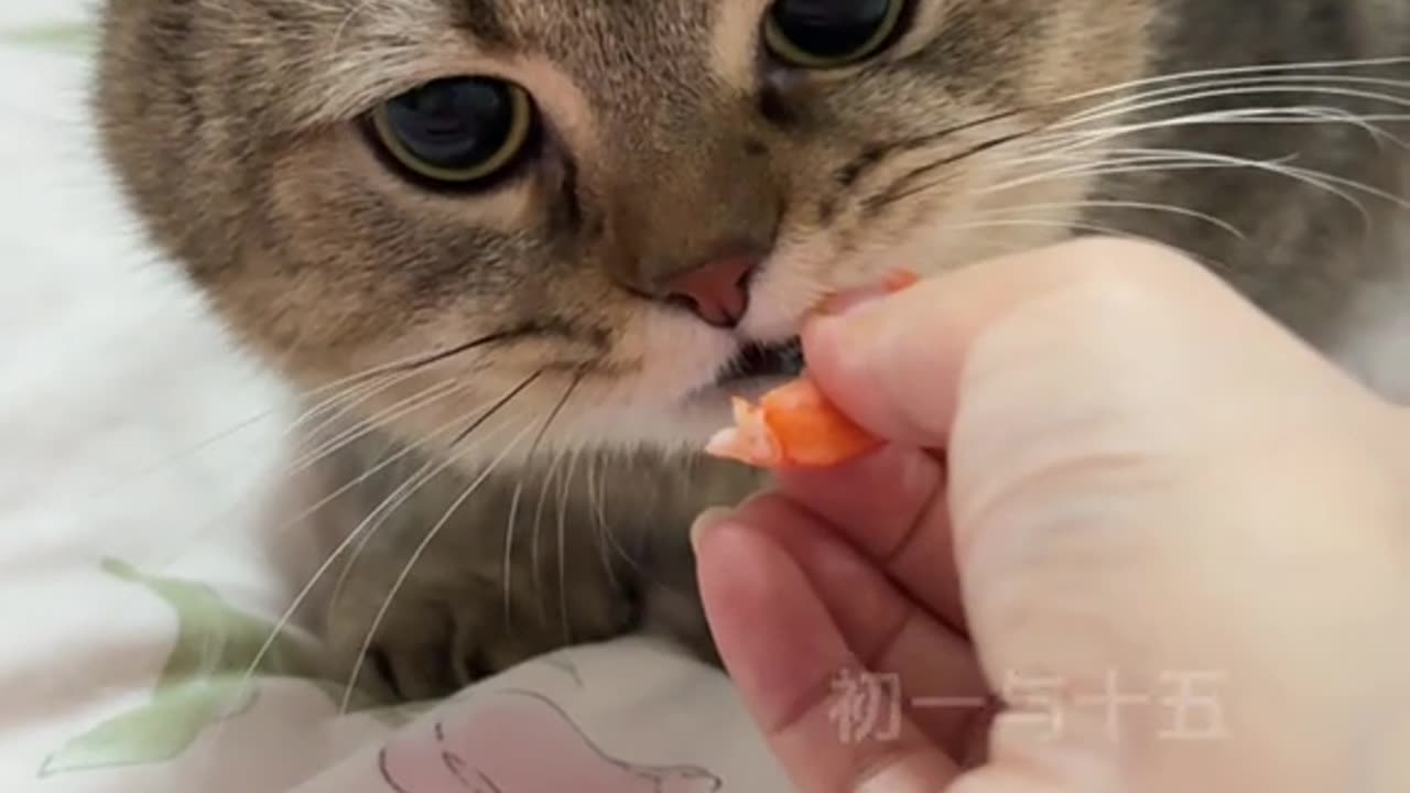 cat eating