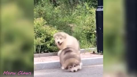 Funny and cute baby malamute