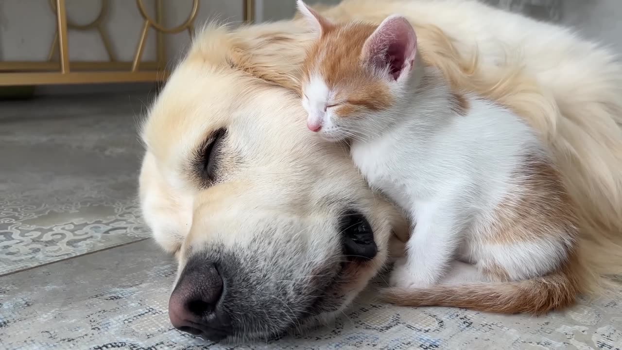 How the Golden Retriever and New Tiny Kittens Became Best Friends [Cutest Compilation]