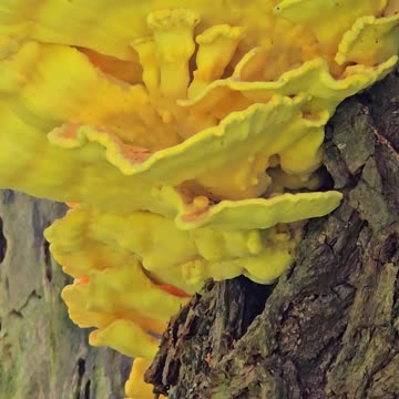 Mushroom on a tree / beautiful yellow mushroom on a large tree.